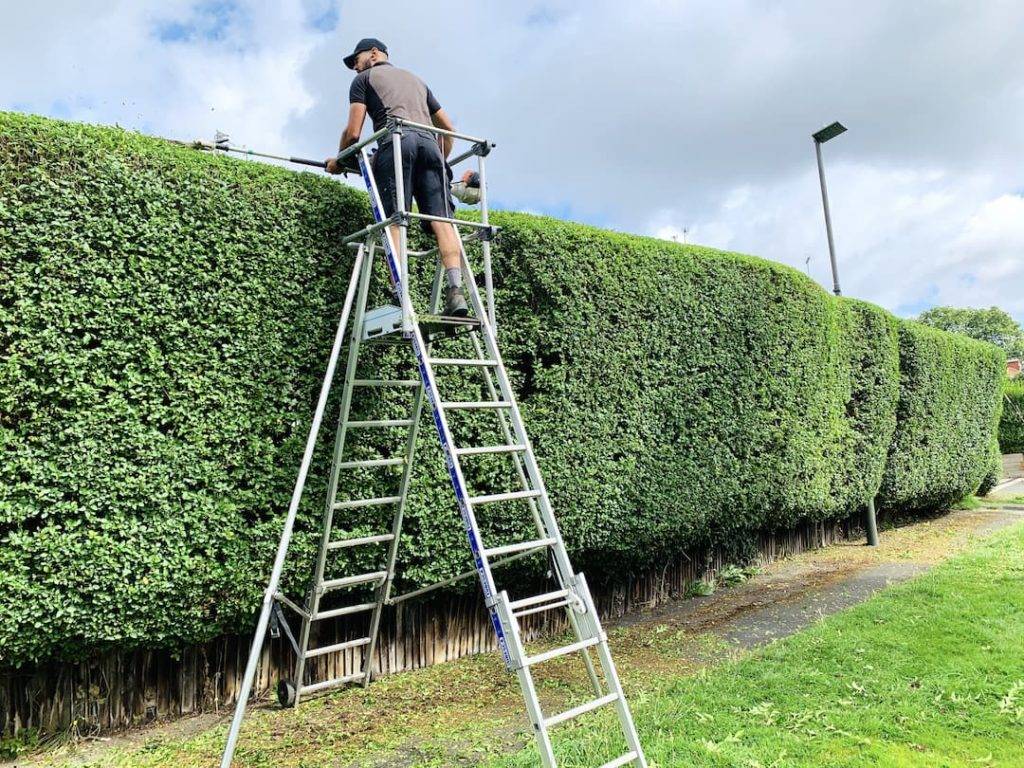 Hedge trimming