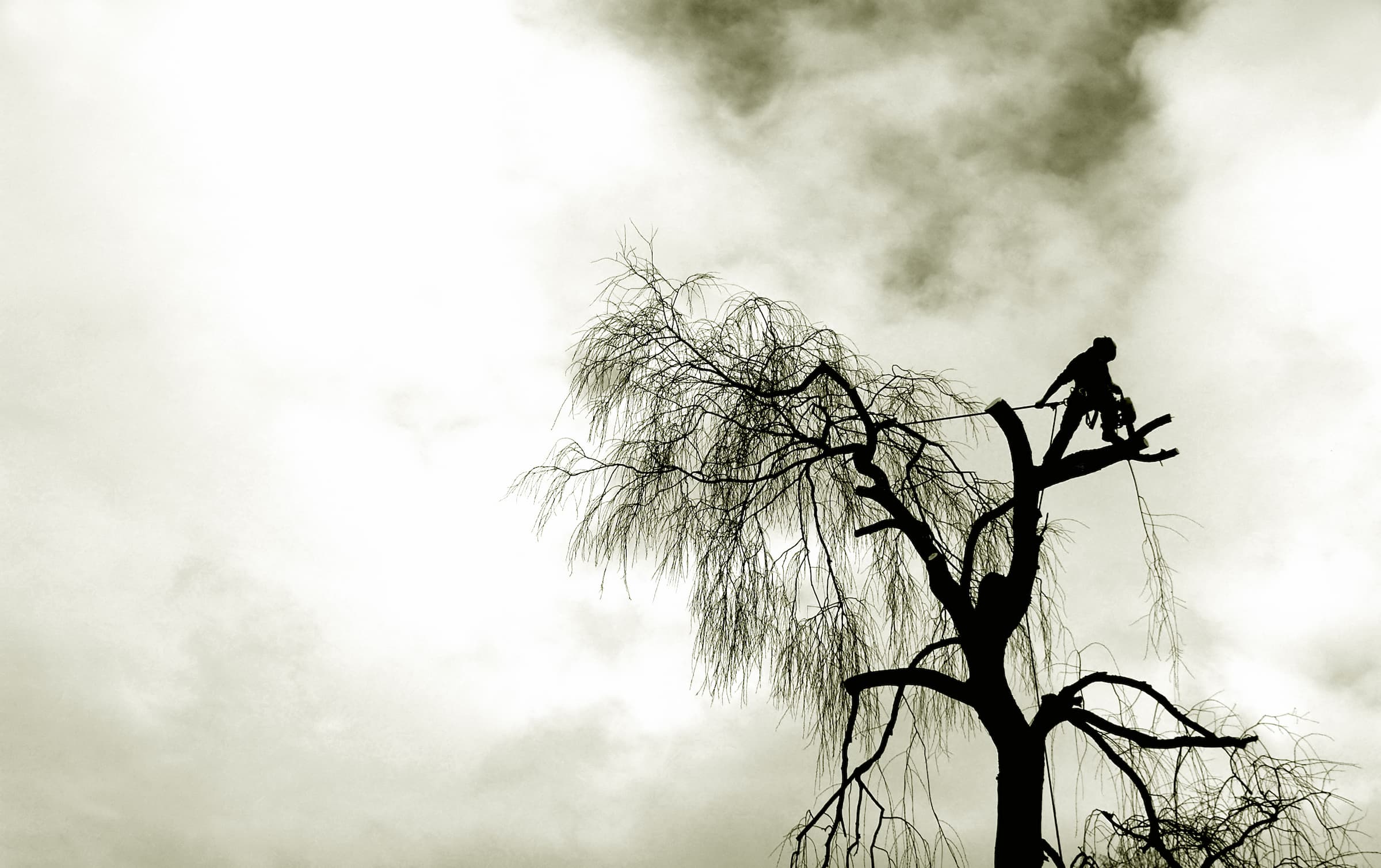 arborist tree surgeon