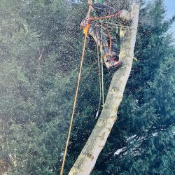 man in tree