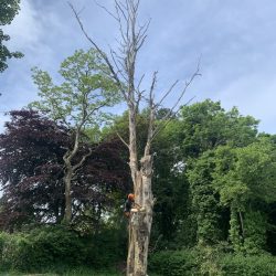 man in tree