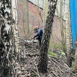 man cutting down tree