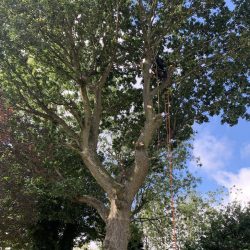 large tree