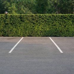 Empty Parking Lot With Foliage Wall In The Background